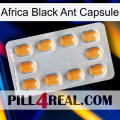 Africa Black Ant Capsule cialis3